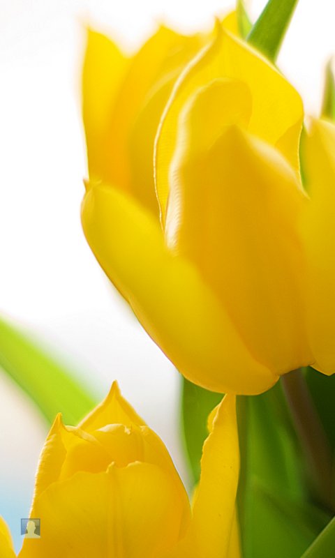 pic for yellow tulip 